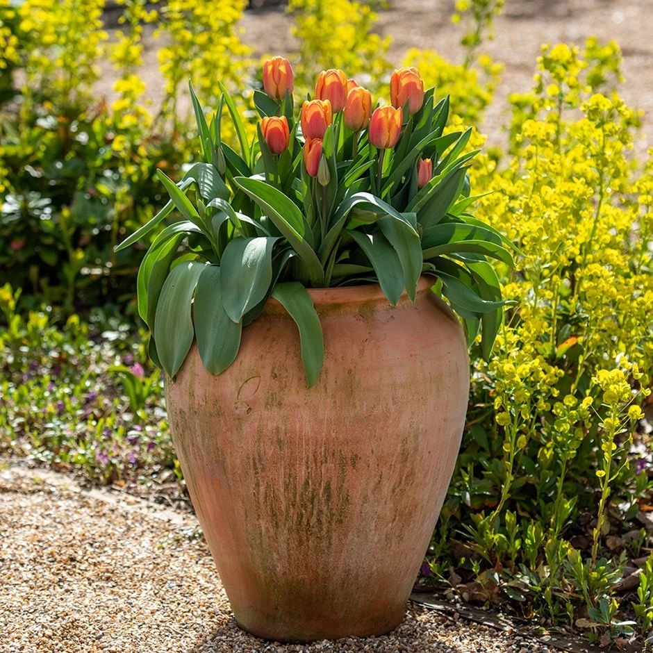 Terracotta Tulip Pot