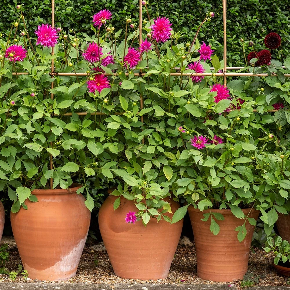 Terracotta Tulip Pot - Image 2