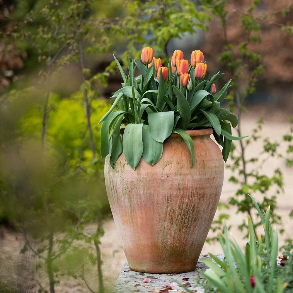 Terracotta Tulip Pot - Image 3
