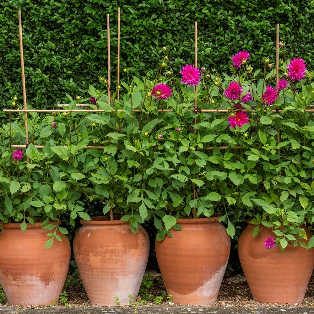 Terracotta Tulip Pot - Image 5