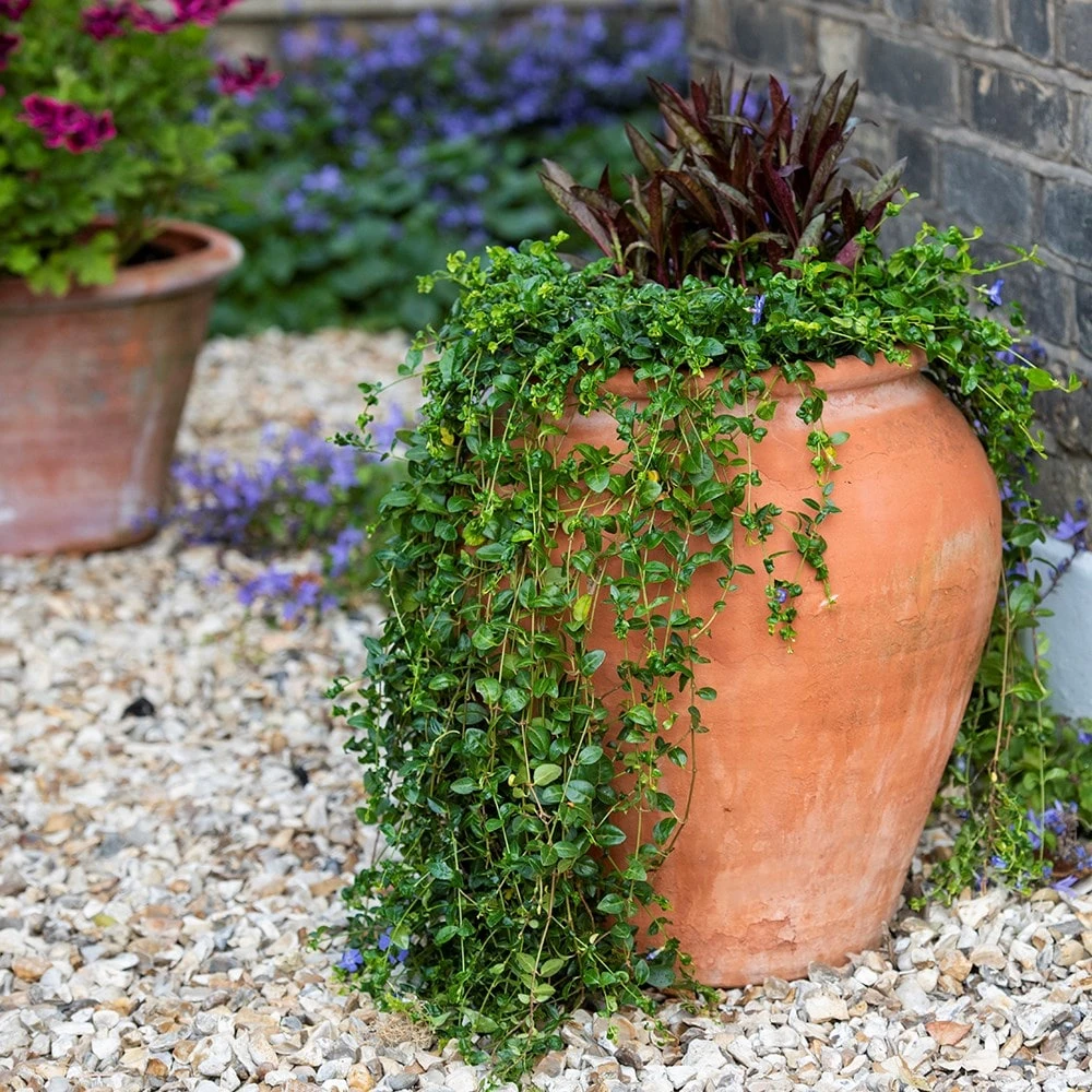 Terracotta Tulip Pot - Image 6