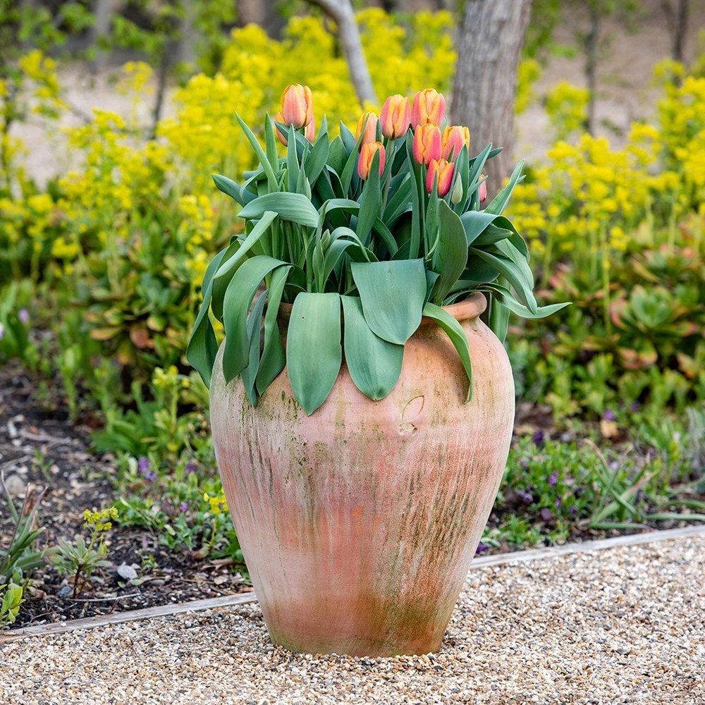Terracotta Tulip Pot - Image 7