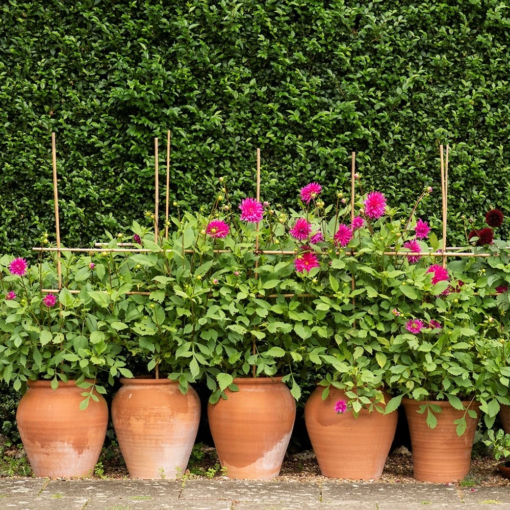 Terracotta Tulip Pot - Image 8