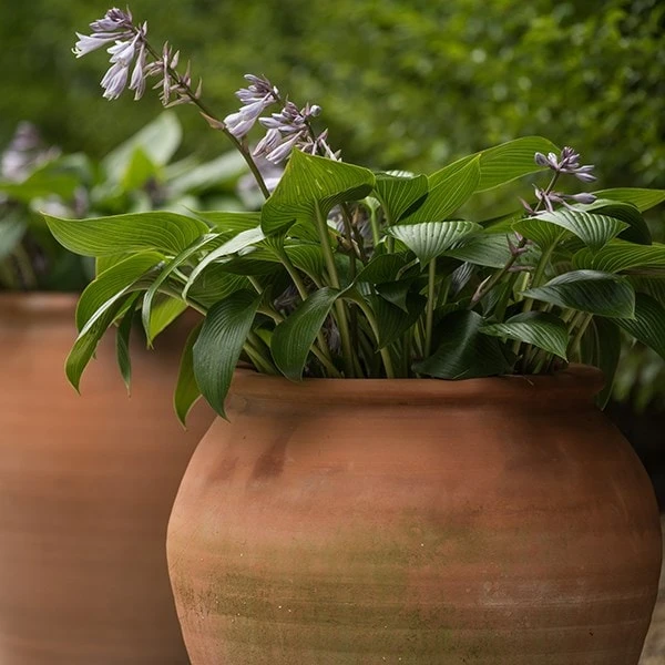 Terracotta Tulip Pot - Image 9
