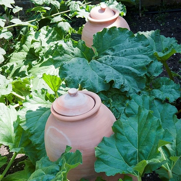 Terracotta Rhubarb Forcer - Image 2