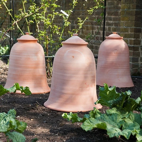 Terracotta Rhubarb Forcer - Image 4
