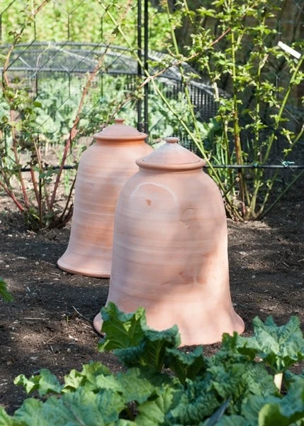 Terracotta Rhubarb Forcer - Image 5