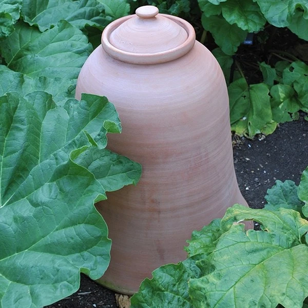 Terracotta Rhubarb Forcer - Image 6