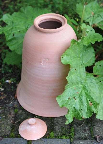 Terracotta Rhubarb Forcer - Image 7