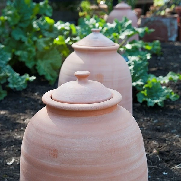 Terracotta Rhubarb Forcer - Image 8