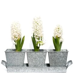 Galvanised Pots - Set Of 3 With Tray