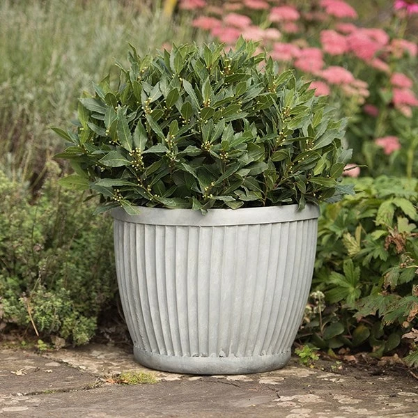 Zinc Dolly Pot - Image 4