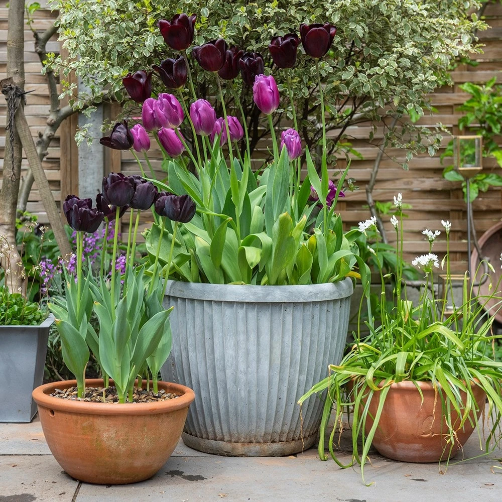 Zinc Dolly Pot - Image 5