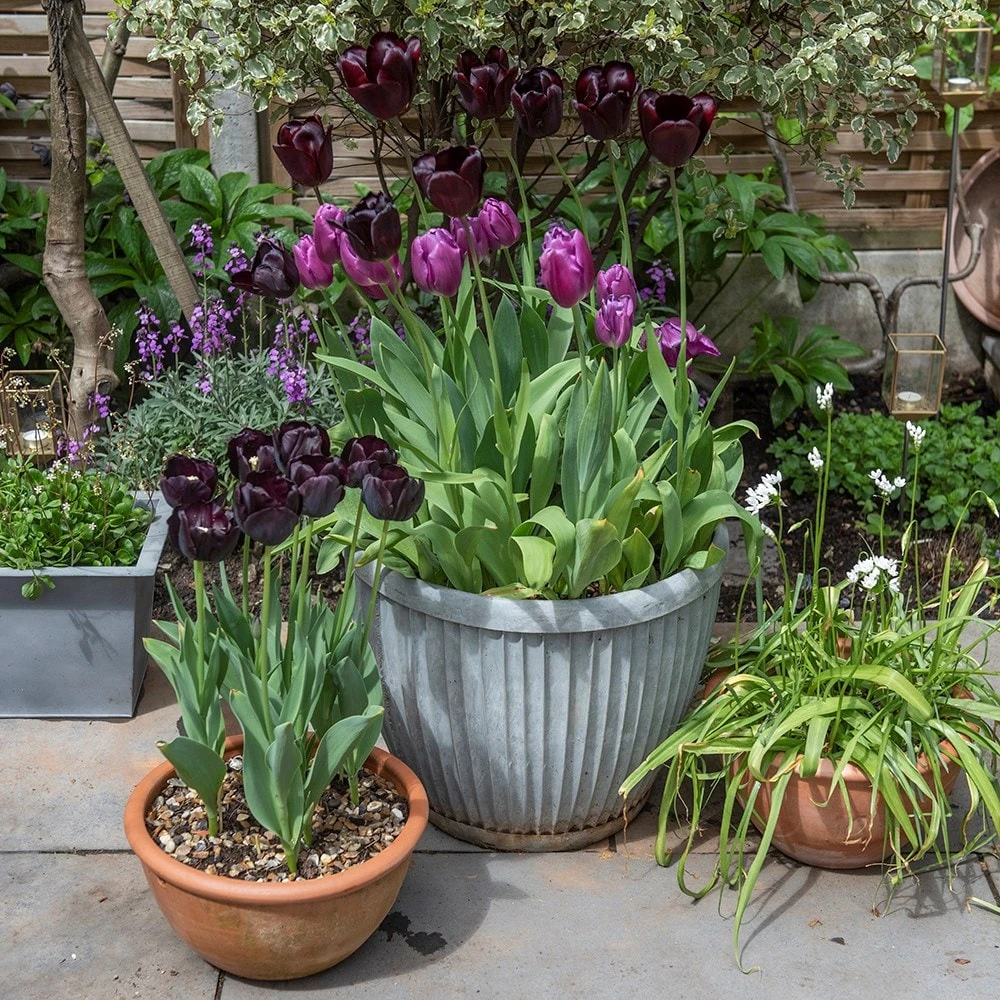 Zinc Dolly Pot - Image 7