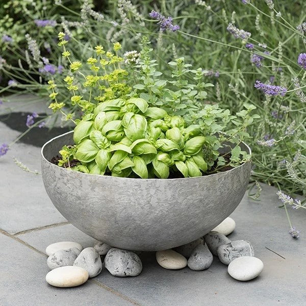 Sphere Plant Bowl - Image 3