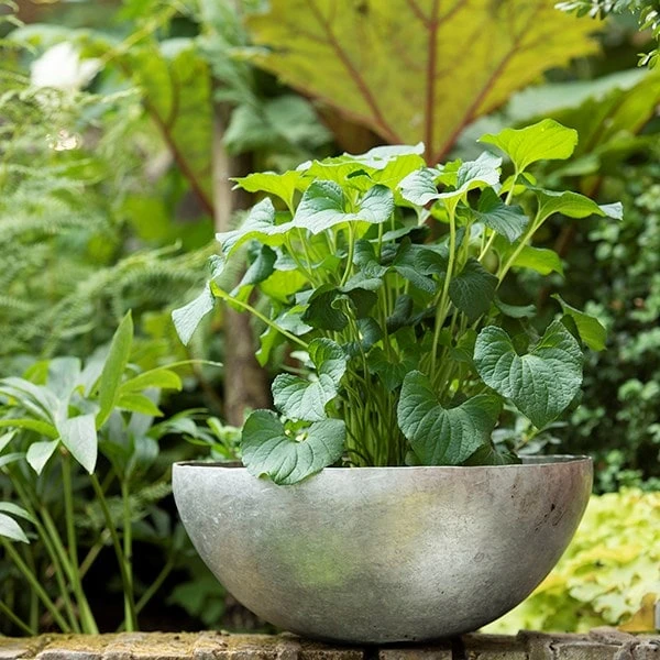 Sphere Plant Bowl - Image 4