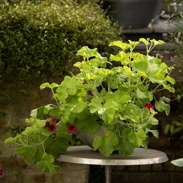 Sphere Plant Bowl - Image 5