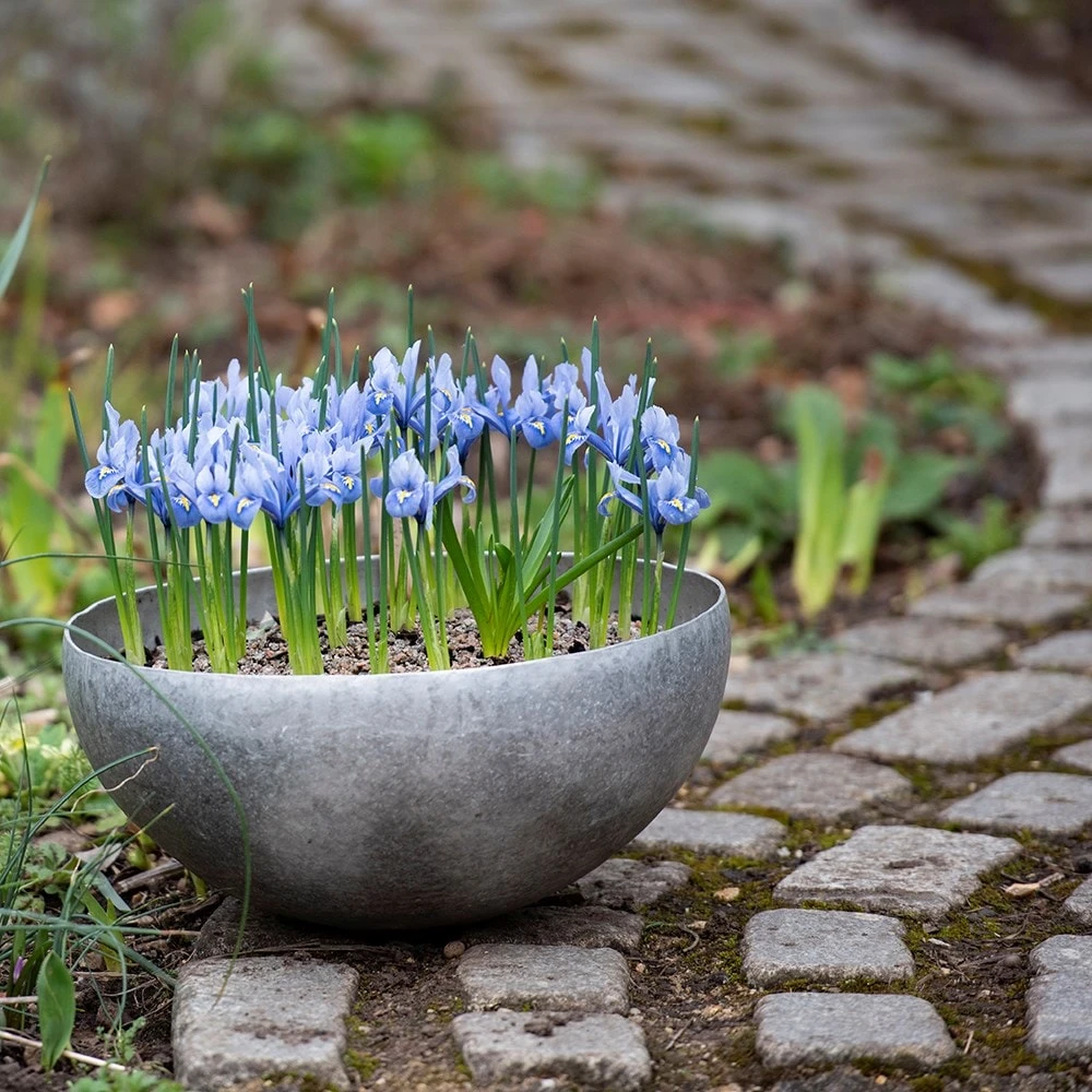 Sphere Plant Bowl - Image 7