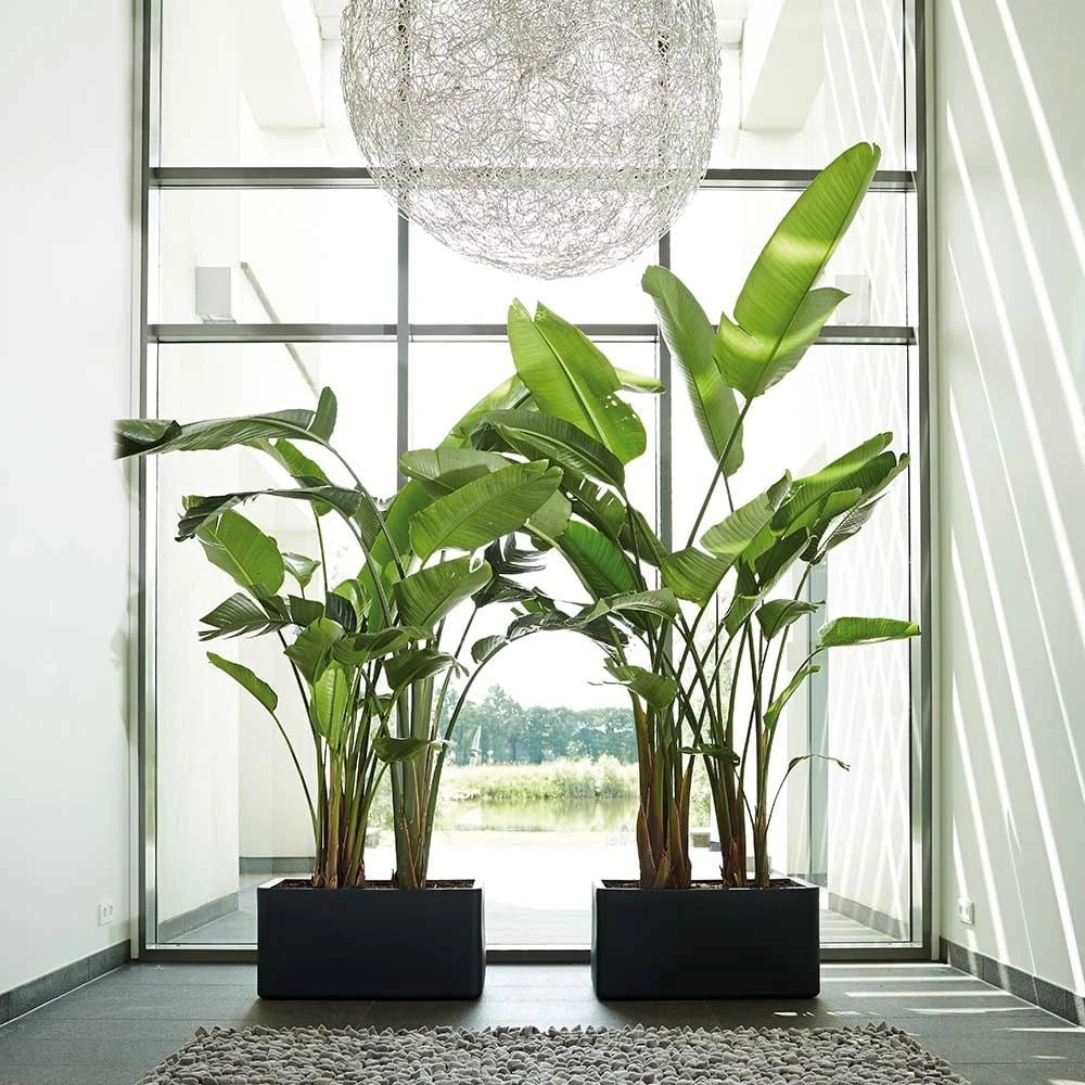 Pure Soft Brick Long Wheels Anthracite - Image 2