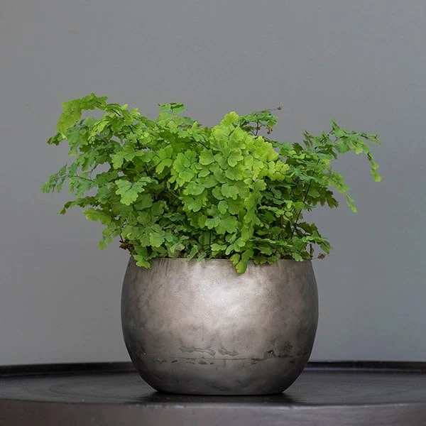 Zinc Bowls - Set Of 3 - Image 5