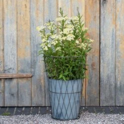 Planter In Lattice Basket Surround