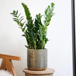 Steel Embossed Plant Pot - Gold