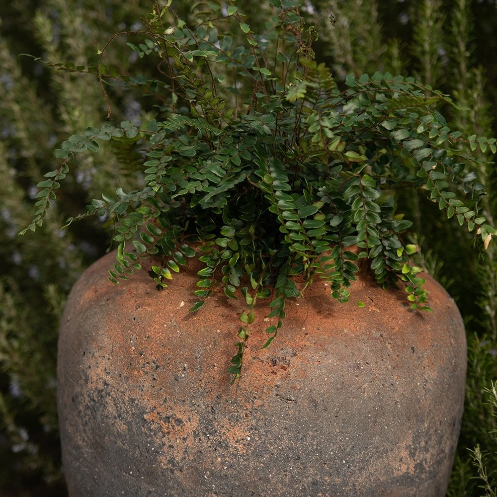 Terracotta Jar - Sandblasted - Image 4
