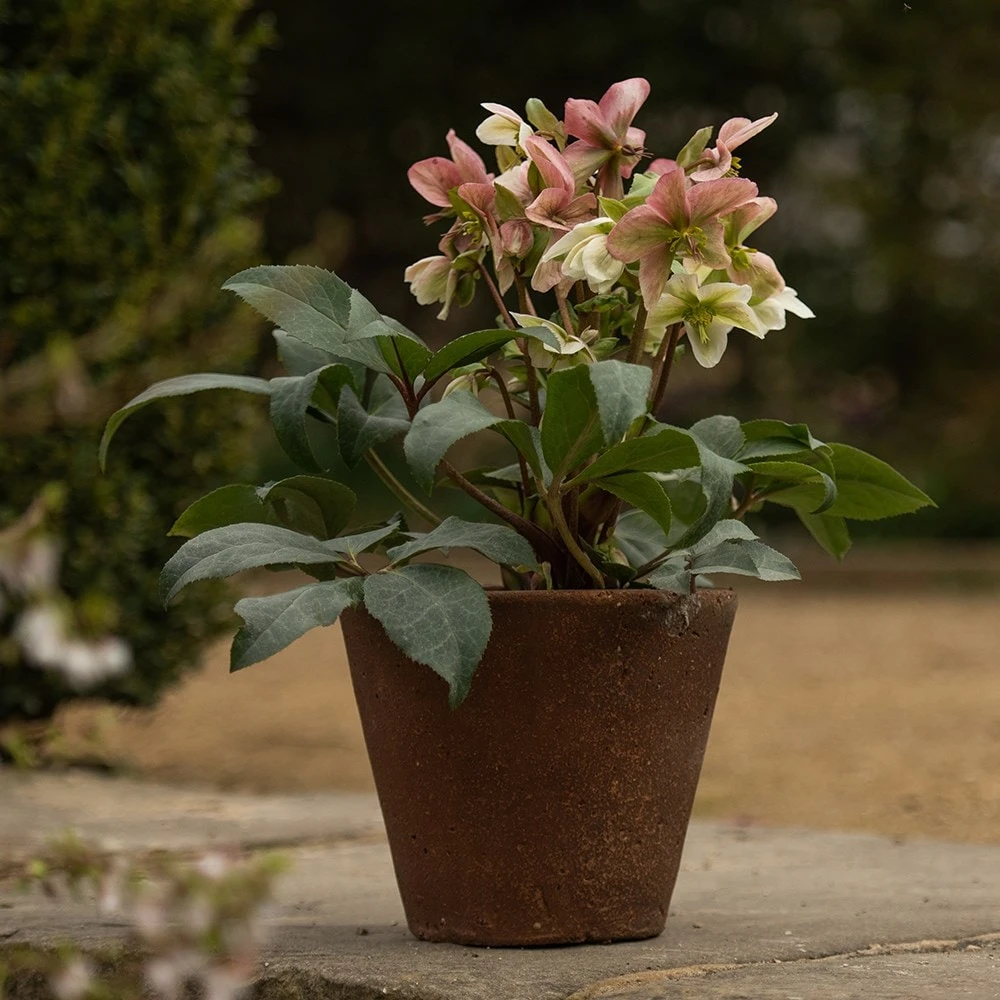 Tapered Terracotta Pot - Sandblasted - Image 5