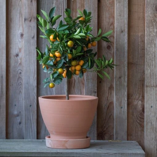 Terracotta Herb Pot And Saucer - Large