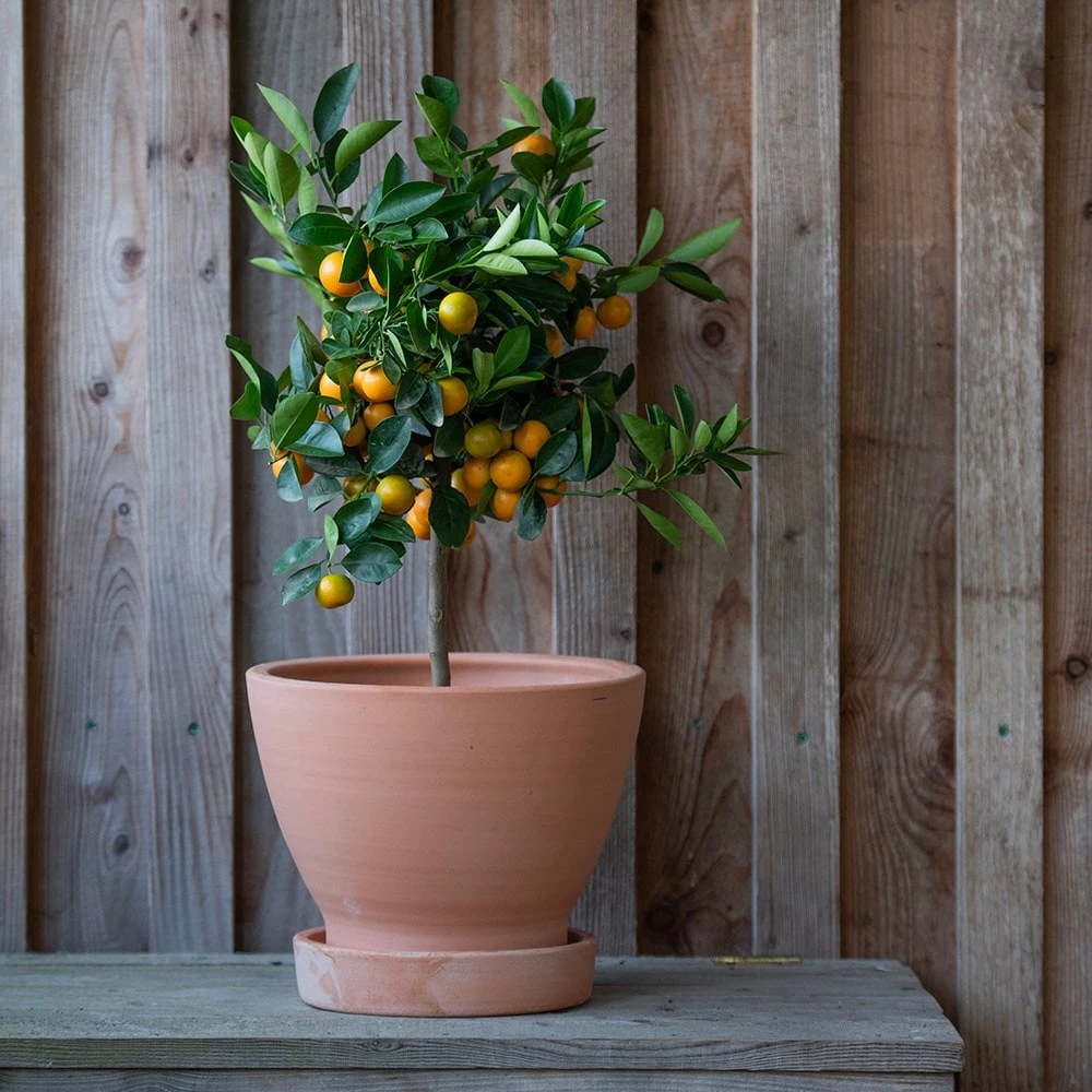 Terracotta Herb Pot And Saucer - Small - Image 2