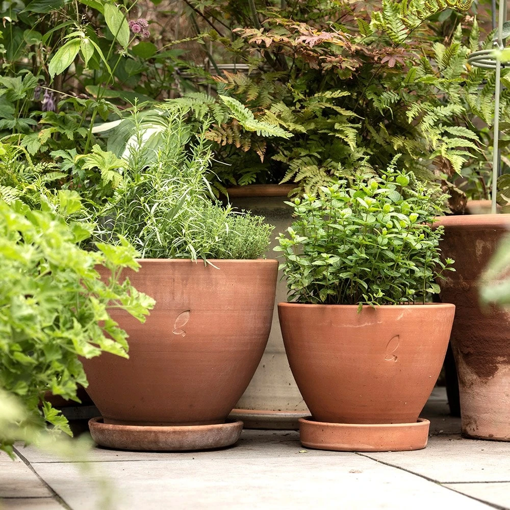 Terracotta Herb Pot And Saucer - Small - Image 4