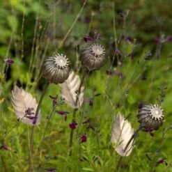 Poppy Seed Head Stake - Large Seed Head