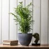 Ribbed Terracotta Plant Pot - Dark Grey