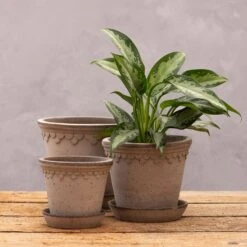 Scalloped Tapered Plant Pot With Saucer - Grey Terracotta