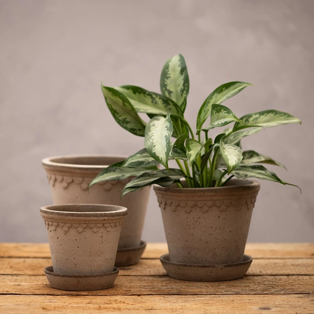 Scalloped Tapered Plant Pot With Saucer - Grey Terracotta - Image 3