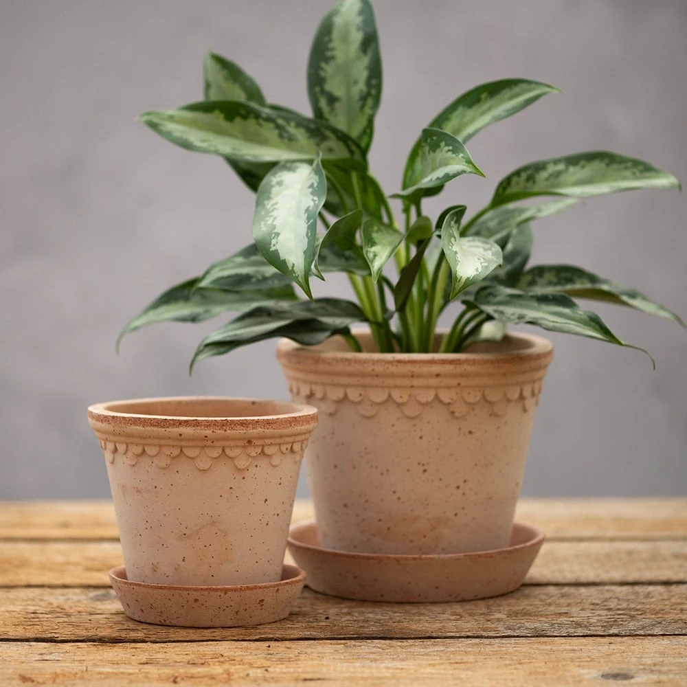 Scalloped Tapered Plant Pot With Saucer - Terracotta - Image 3